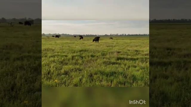 НЕ ВЫГОДНОЕ СОДЕРЖАНИЕ КОРОВ. ПОЧЕМУ ИСЧЕЗАЮТ КОРОВЫ?? СЕЛО БЕЗ КОРОВ. смотреть онлайн