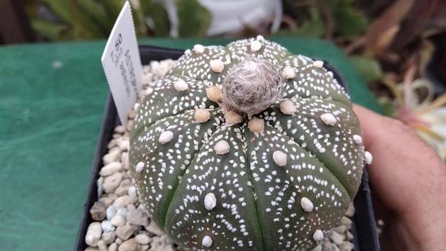 Купила новые кактусы.Астрофитум красноцветковый..Astrophytum red. смотреть онлайн