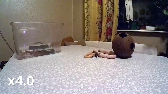 Маисовый полоз ест живую мышь смотреть онлайн