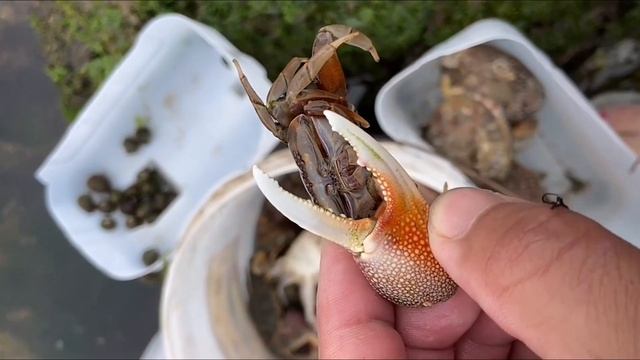 Fishermen catch crabs, conch, abalone and shellfish on the beach. Catching seafood. Catch the sea. смотреть онлайн