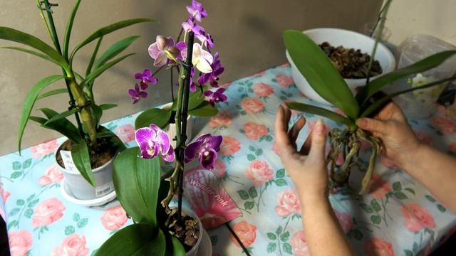 Комнатные цветы. Корни орхидеи Wonder Pink пересадка смотреть онлайн