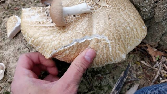 ¿Cómo de grande puede hacerse una seta de chopo? Aquí lo verás. Agrocybe aegerita смотреть онлайн