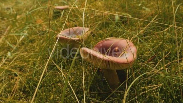Mushrooms in the Wood смотреть онлайн