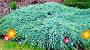 Можжевельник чешуйчатый Блю Карпет. Краткий обзор, описание juniperus squamata Blue Carpet