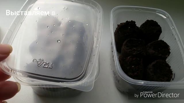 Петуния. Всходы на четвёртые сутки. смотреть онлайн