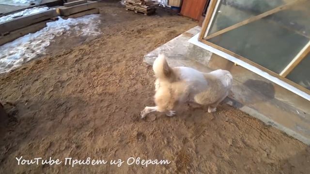 Обзор хозяйства апрель 2022 и много всего интересного