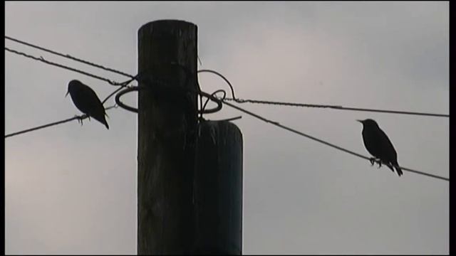 Canon XM1 21/3/19 смотреть онлайн