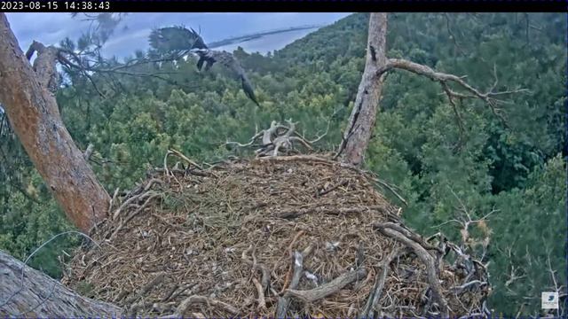 WTE in Tatarstan Yar flies out of the nest from the central branch 15 08 2023 смотреть онлайн