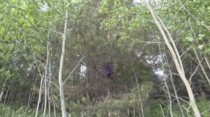 УСТАНАВЛИВАЕМ ЛОВУШКИ ДЛЯ ЛОВЛИ БРОДЯЧИХ РОЁВ/СПАСАЕМ ПЧЁЛ ОТ ГИБЕЛИ НА ВОЛЕ