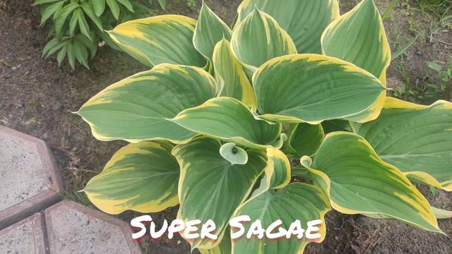 Хосты гигантские Sagae и Super Sagae весной... смотреть онлайн