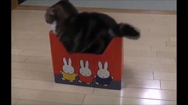 Сборники смешных кошачьих видео заставят тебя смеяться смотреть онлайн
