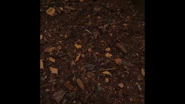 Белочка и орехи смотреть онлайн