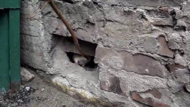 Ручная крыса смотреть онлайн