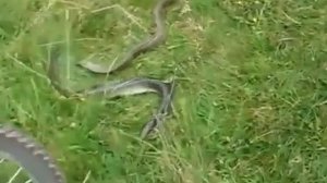 Вот так выглядит угорь )