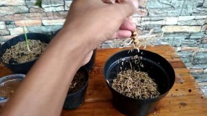 New Update See What Happened to My Aglaonema Butterfly - Aglaonema Propagation - Cutting Propagatio