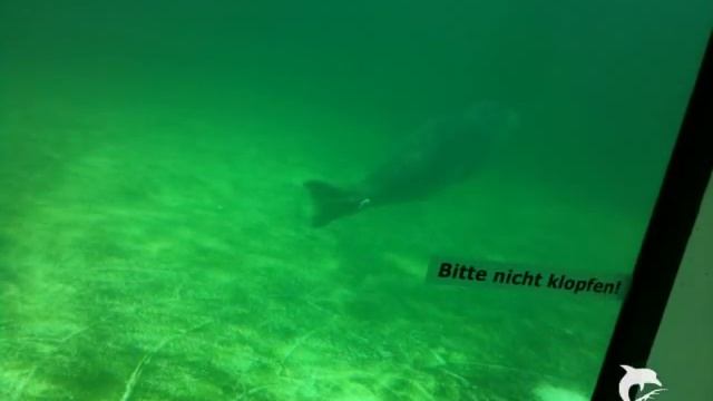 American Pie Buch Der Liebe - Soundtrack