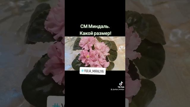 СМ Миндаль. Огромные цветы даже на стартёре. #осень2021 #фиалка #красота #фиалкипочтой смотреть онлайн