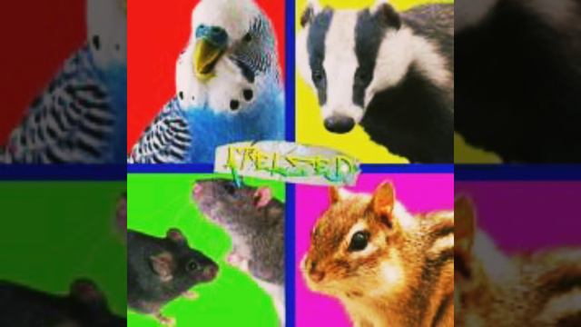 Музыка - Попугай Барсук Мышь Крыса Бурундук. смотреть онлайн