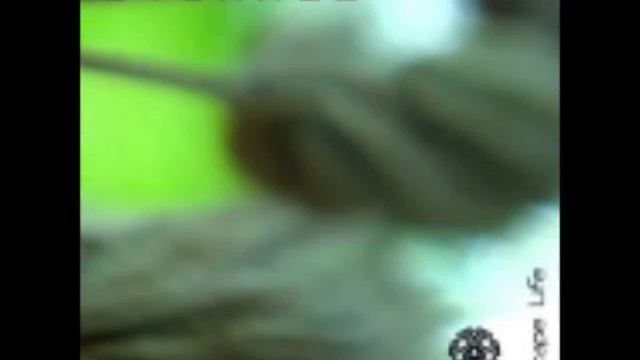 videoplayback (3).mp4 смотреть онлайн