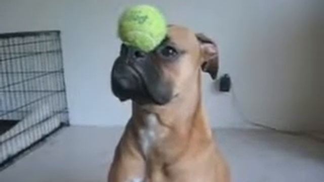 Собакабалансдержака смотреть онлайн