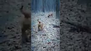 C&A Tosa inu kennel all dogs