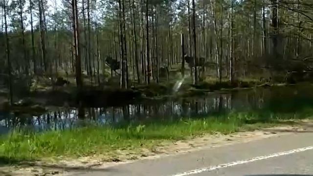 Стадо лосей попало на видео водителя на трассе «Кимры-Тверь» смотреть онлайн