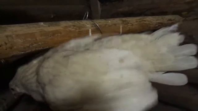 курица залезает на насест смотреть онлайн