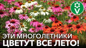 10 ПОТРЯСАЮЩИХ МНОГОЛЕТНИКОВ, КОТОРЫЕ ЦВЕТУТ ВСЕ ЛЕТО И КУСОЧЕК ОСЕНИ!