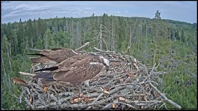feeding Osprey's chicks and 2nd fish delivery смотреть онлайн