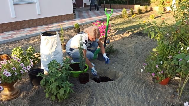 Как сажать можжевельник блю эрроу скальный смотреть онлайн