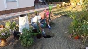 Как сажать можжевельник блю эрроу скальный