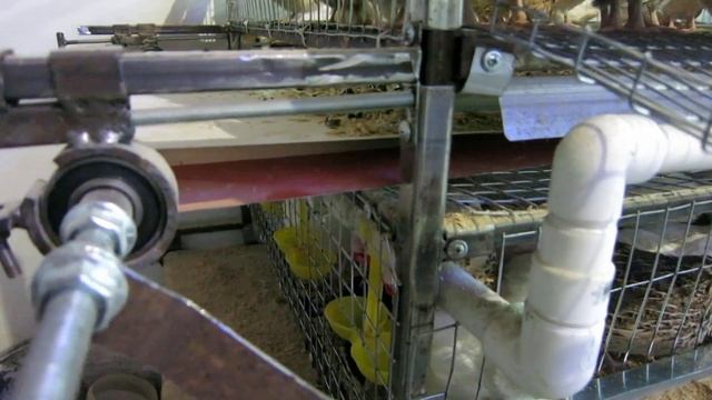 Система очистки помёта, удаление помёта у перепелов смотреть онлайн