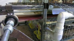 Система очистки помёта, удаление помёта у перепелов