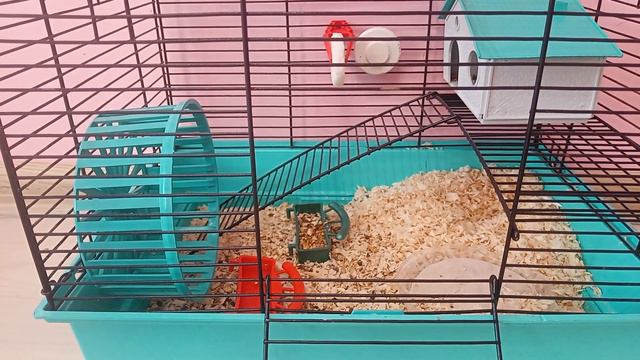 как ухаживать за хомяком? * что ему нужно? * смотреть онлайн