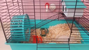 как ухаживать за хомяком? * что ему нужно? *