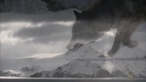 Black wolf and white she-wolf| Чёрный волк и белая волчица