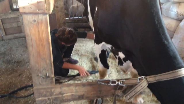 Корова. Осеменяем и доим смотреть онлайн