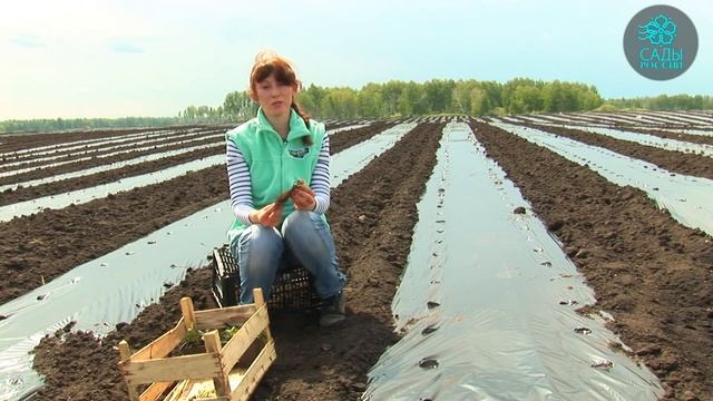 Посадка земляники фриго смотреть онлайн