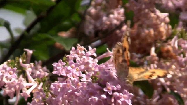 Деревья возле дома: что они означают, согласно приметам смотреть онлайн