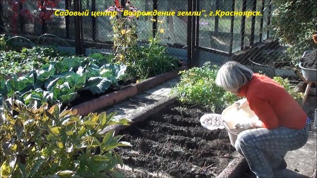 Посадка озимого чеснока. Осень 2019 года. смотреть онлайн