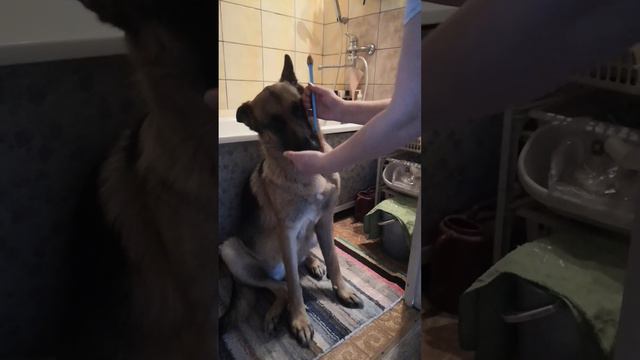 Берта зубы чистит смотреть онлайн