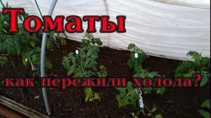 Томаты в открытом грунте, как пережили холодный май