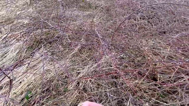 Дикая и очень колючая ежевика )) смотреть онлайн