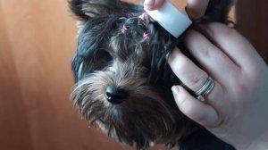 Первое видео!!Ставим Йорку ушки в 7 месяцев!!