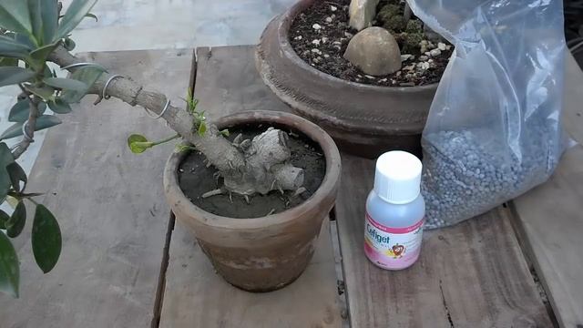 NPK Fertilizer Components | Best Way To Fertilize Garden | Ingredients In Fertilizer (Urdu/Hindi)