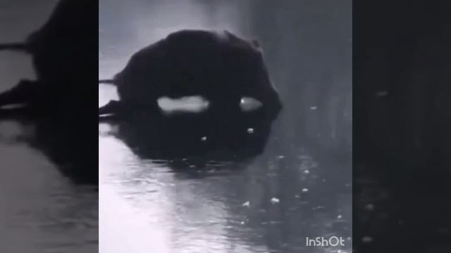 Фристайло.mp4