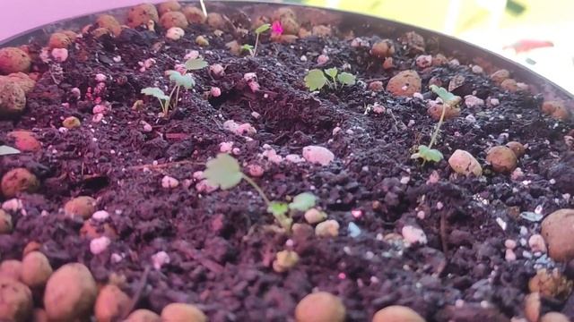 Томаты на подоконнике в ноябре. Арбуз и земляника на окне. Биологическое удобрение для овощей. смотреть онлайн