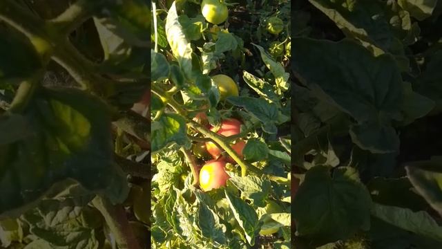 Что не так с помидорами? смотреть онлайн