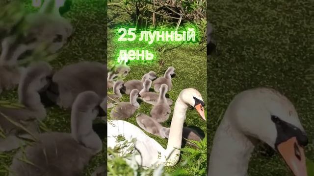 25 лунные сутки?Привлекаем деньги с луной || Рекомендации на 25 лунный день смотреть онлайн