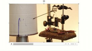 Гладкая мышца